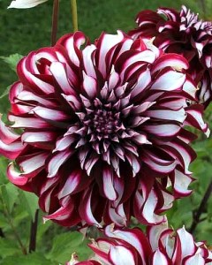 Dahlia Tartan9
